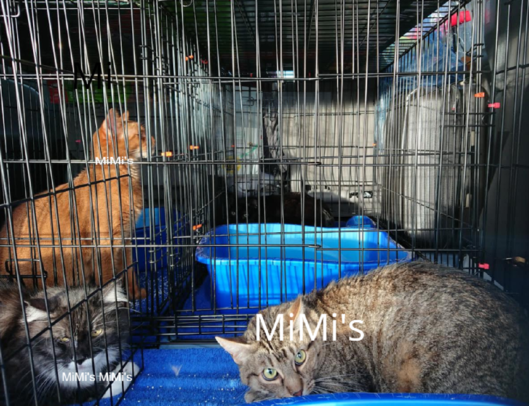 MiMi's Pet Transport USA | Safest Private 48hr Ground Transportation