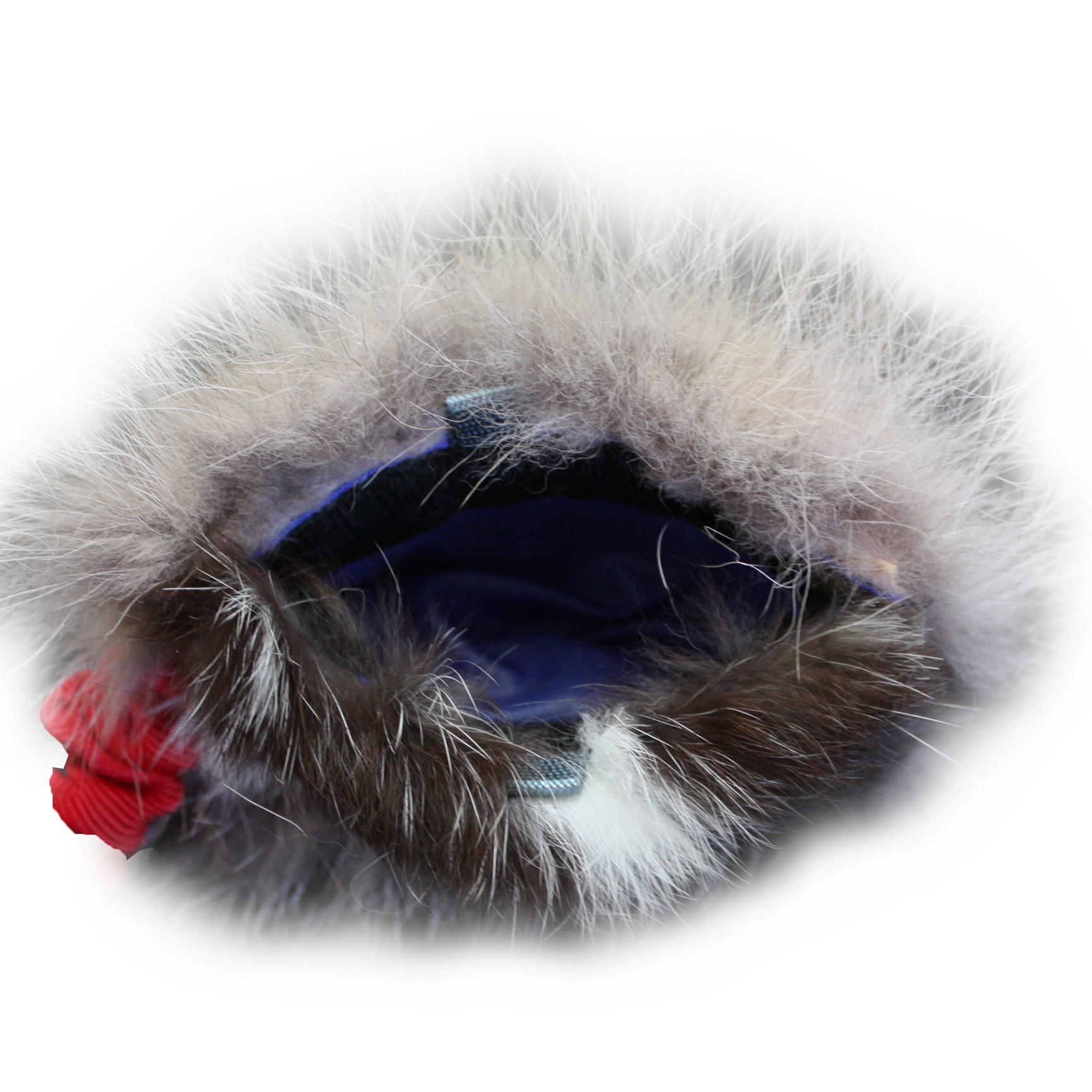 Predator Prey Coyote-Rabbit-inside.png