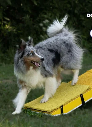 Dogwalk Target Mat — TugAwayCuwin