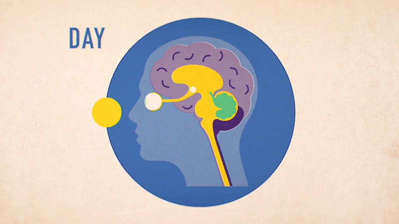 'Body-Clock_-What-Makes-Us-Tick_'.gif