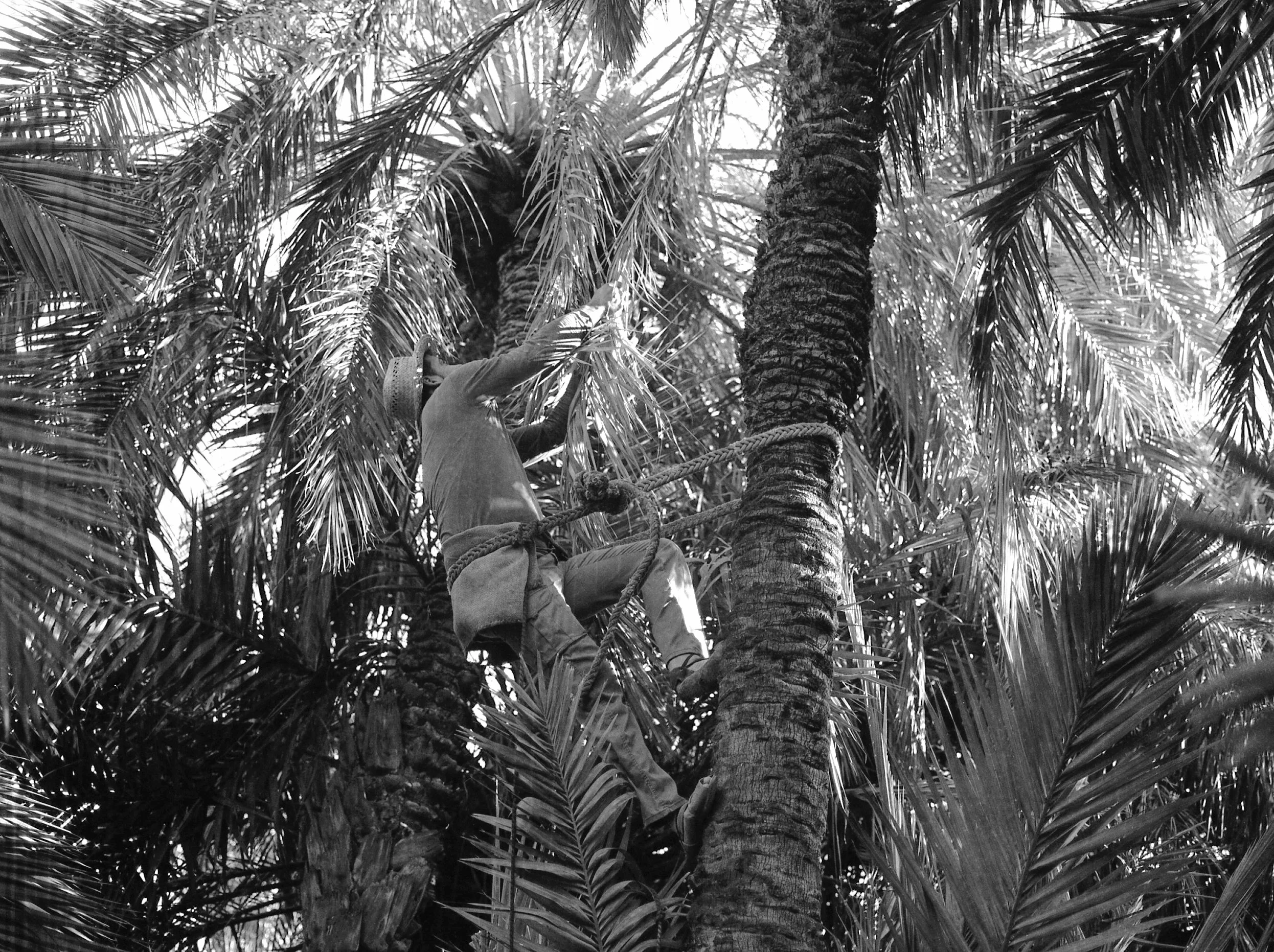 ELCHE007.jpg