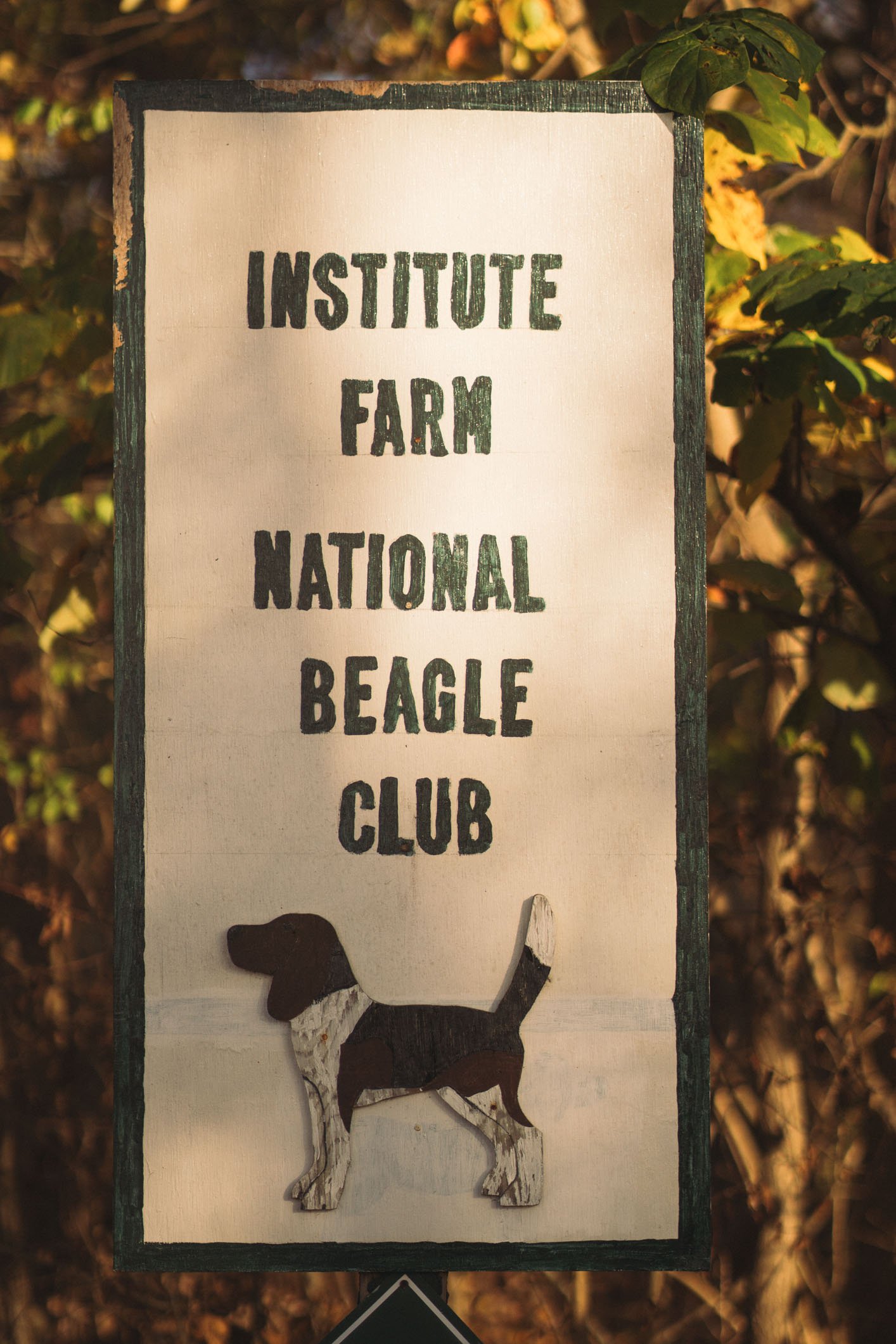 BeagleBassetPack 10-19-20 (1 of 22).jpg