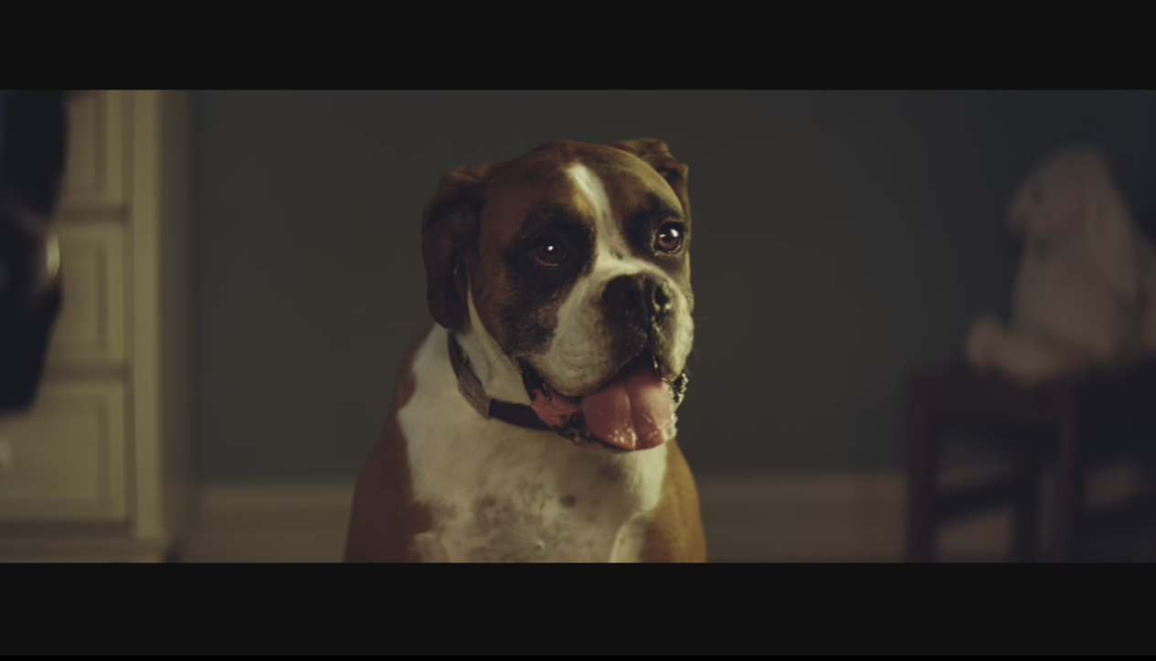 boxer1.png