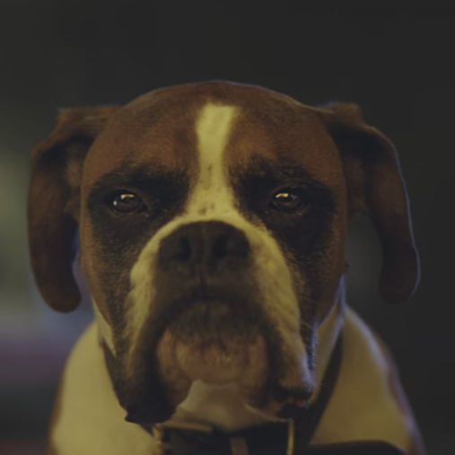 boxer9.png