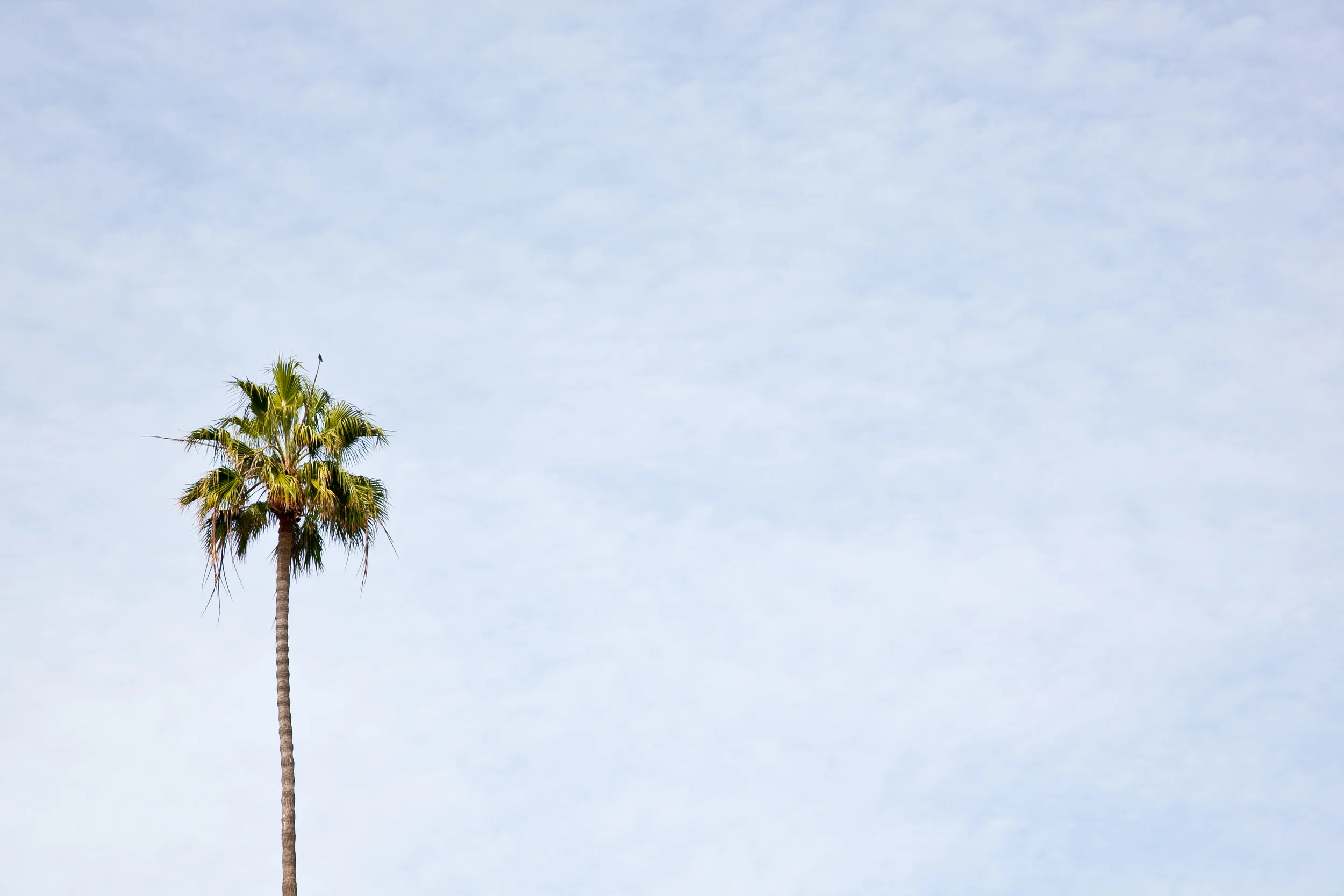 The quintessential Los Angeles palm tree