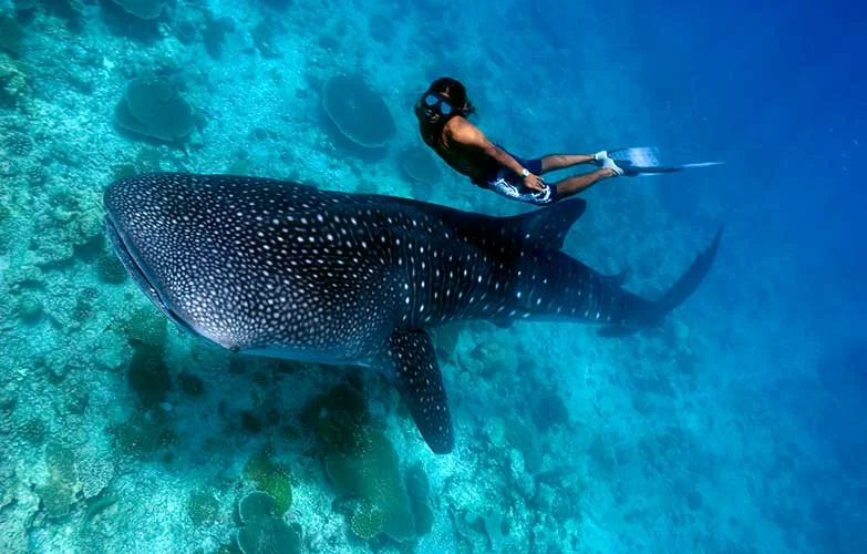 Swimming with whale sharks off Tofo Beach