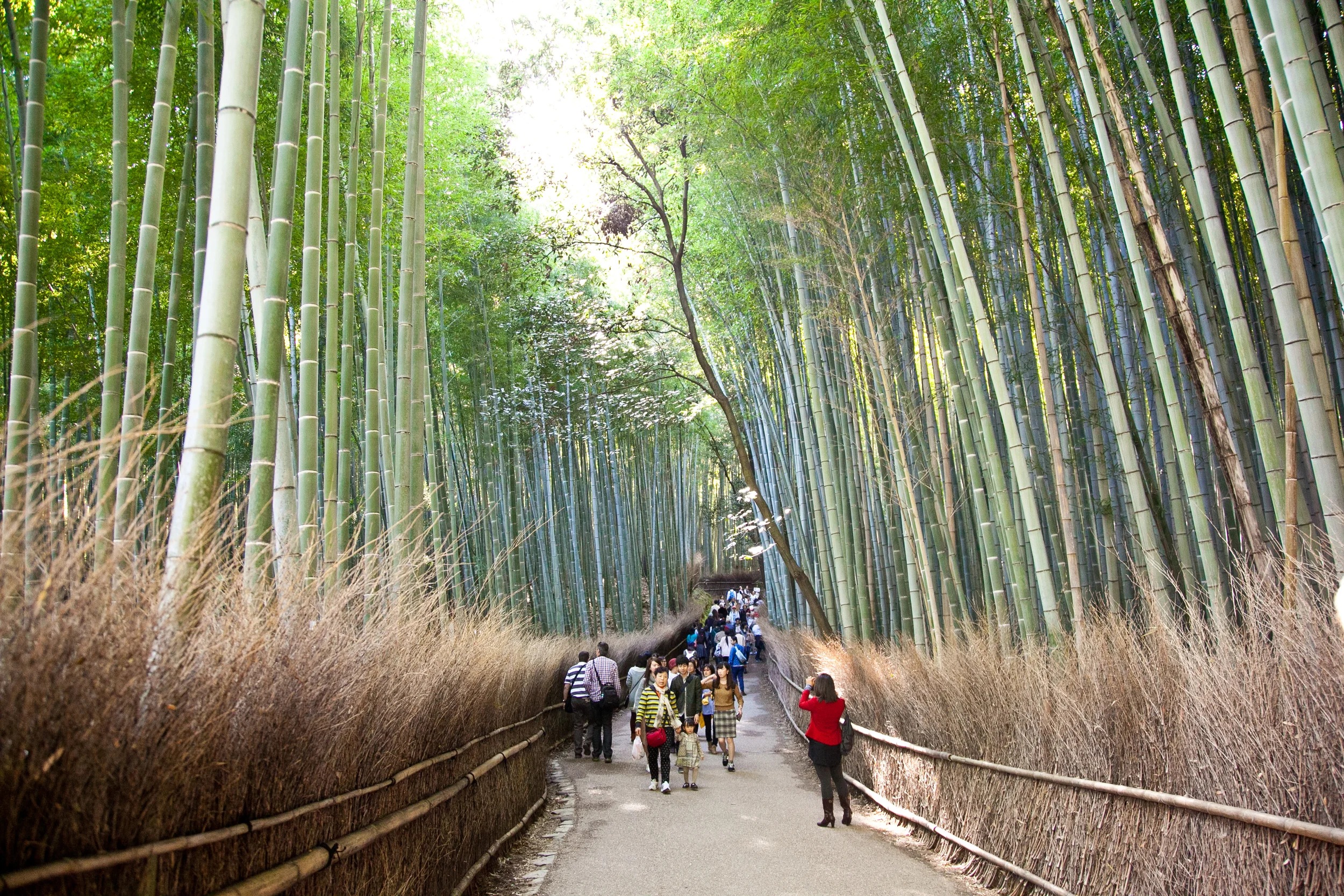 Walking through the Arashiyama Bamboo Grove