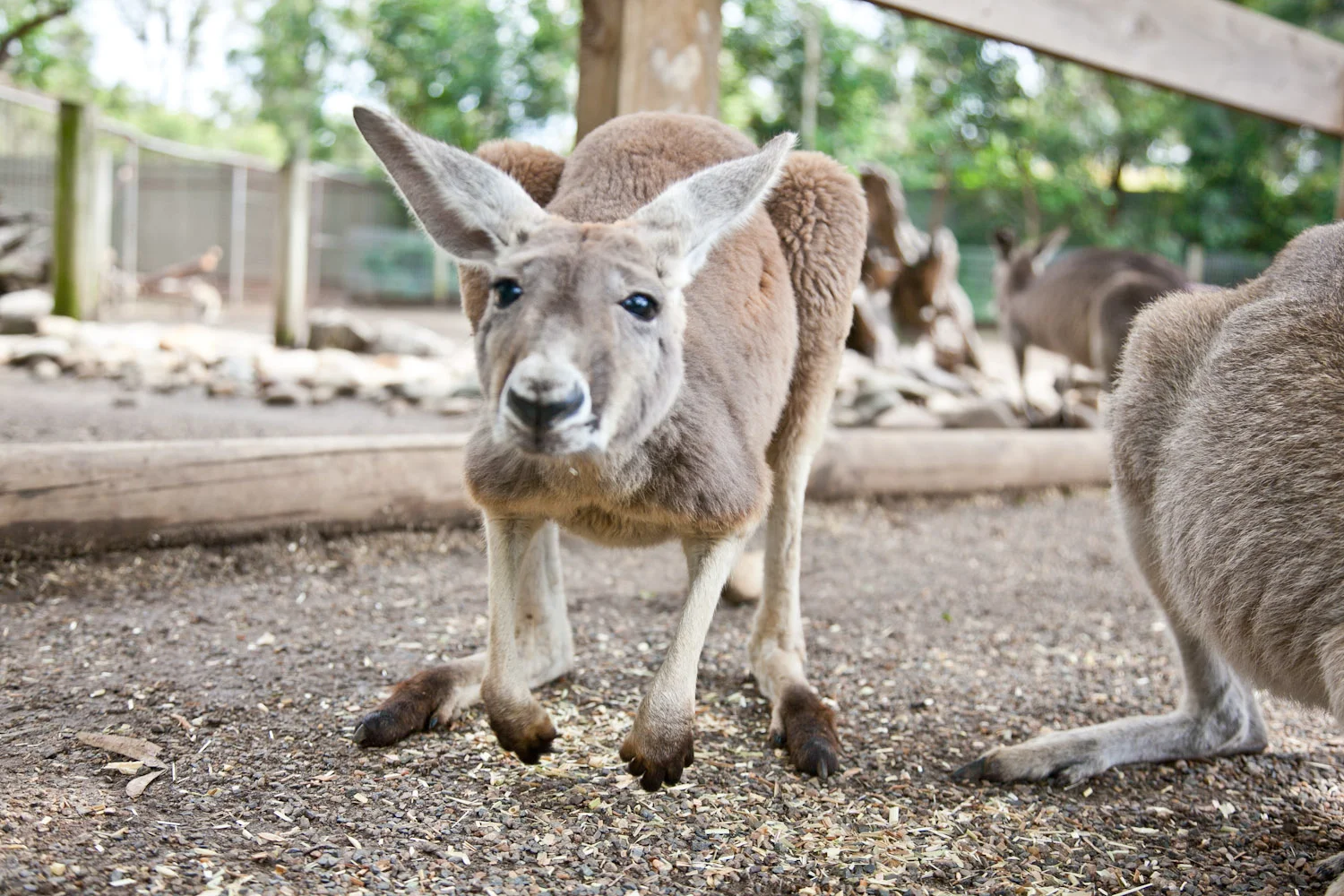 Kangaroo at Featherdale Wildlife Park