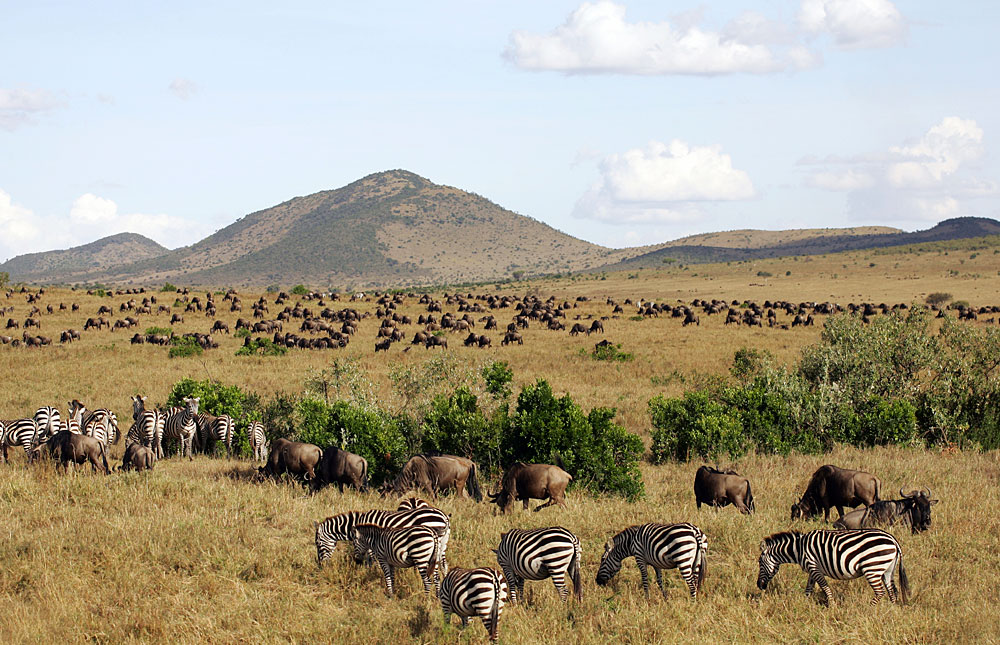 Masai Mara Reserve via Safari Bookings