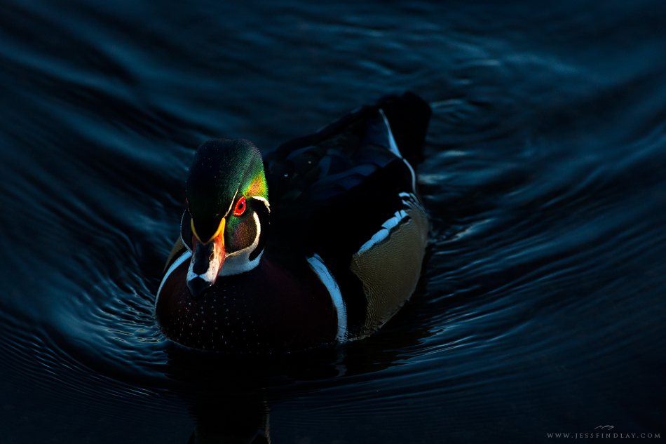 WoodDuck_web.jpg