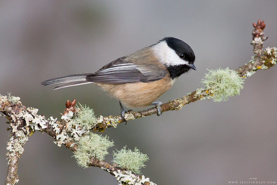 Black-cappedChickadee_01_web.jpg