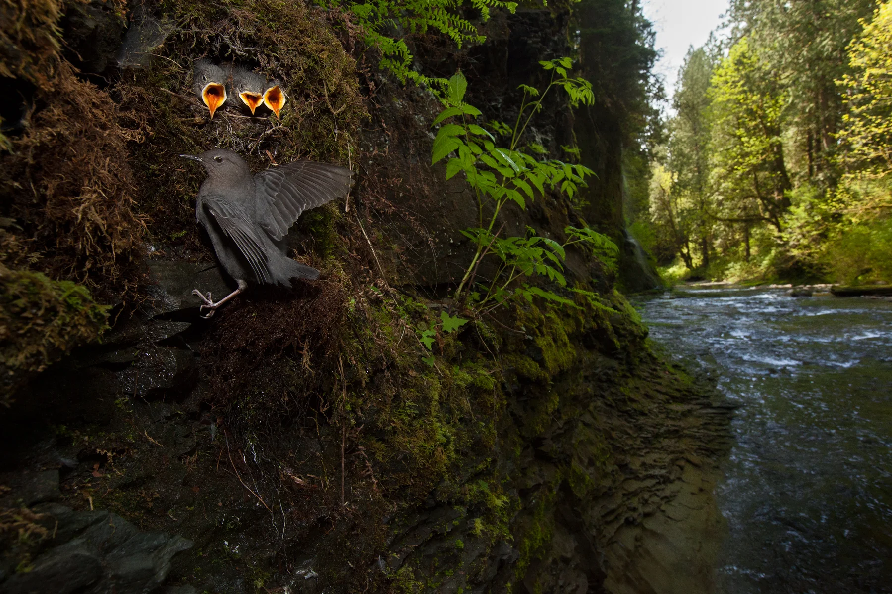An American Dipper feeds its chicks at a cliffside nest in Maple Ridge, B.C, Canada. Image ©Connor Stefanison