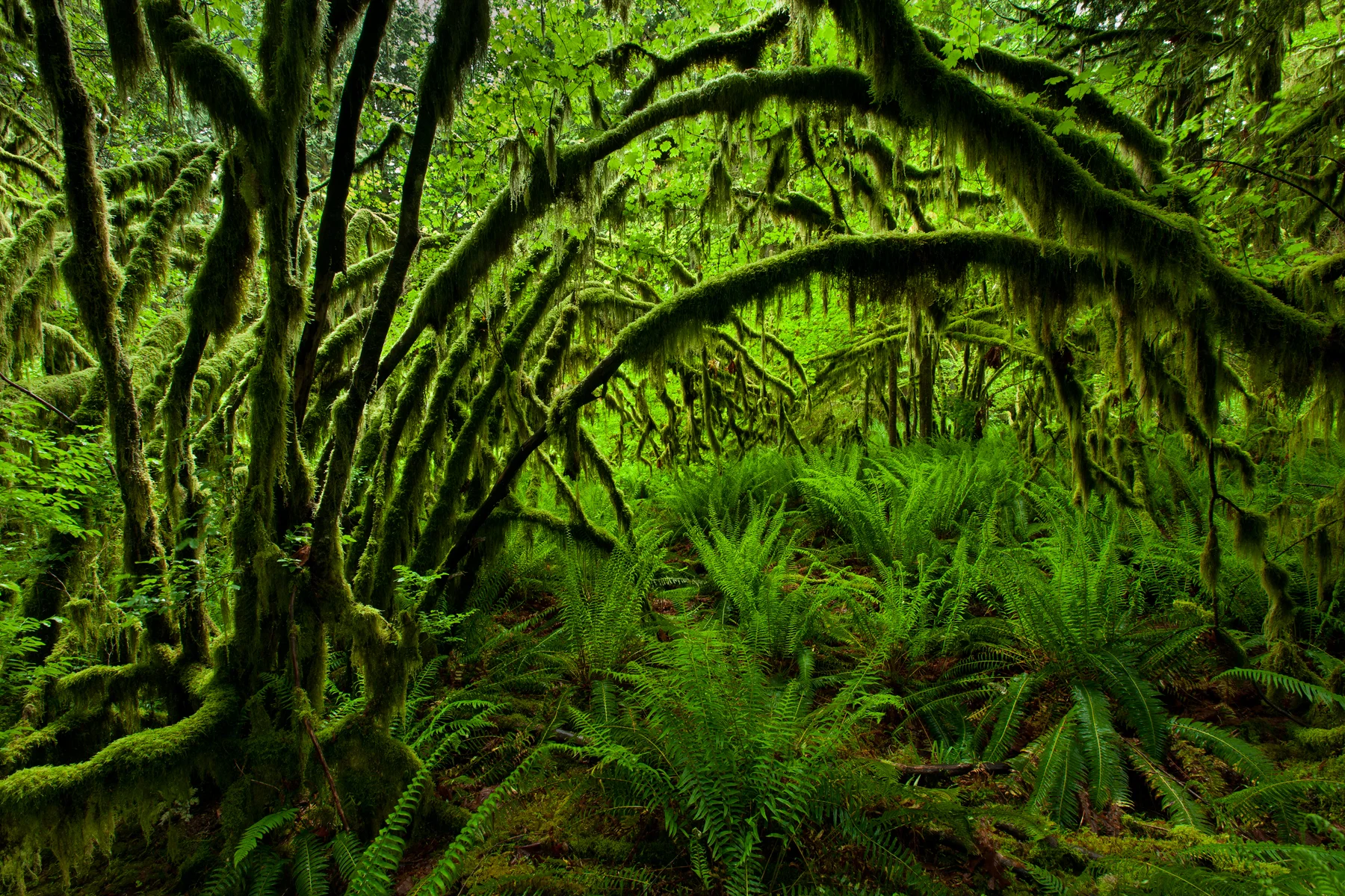Vine Maples and Sword Ferns in Maple Ridge, B.C, Canada. Image ©Connor Stefanison