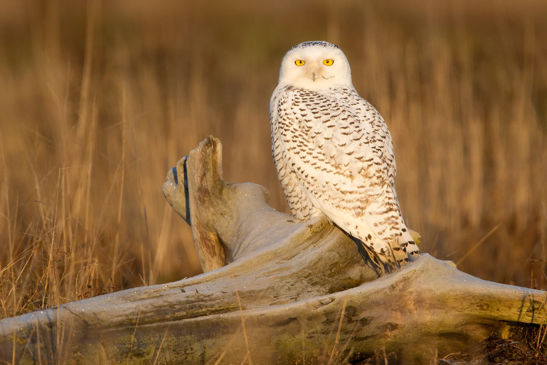 A Snowy Owl perches on drift wood at Boundary Bay, B.C, Canada. Image ©Connor Stefanison