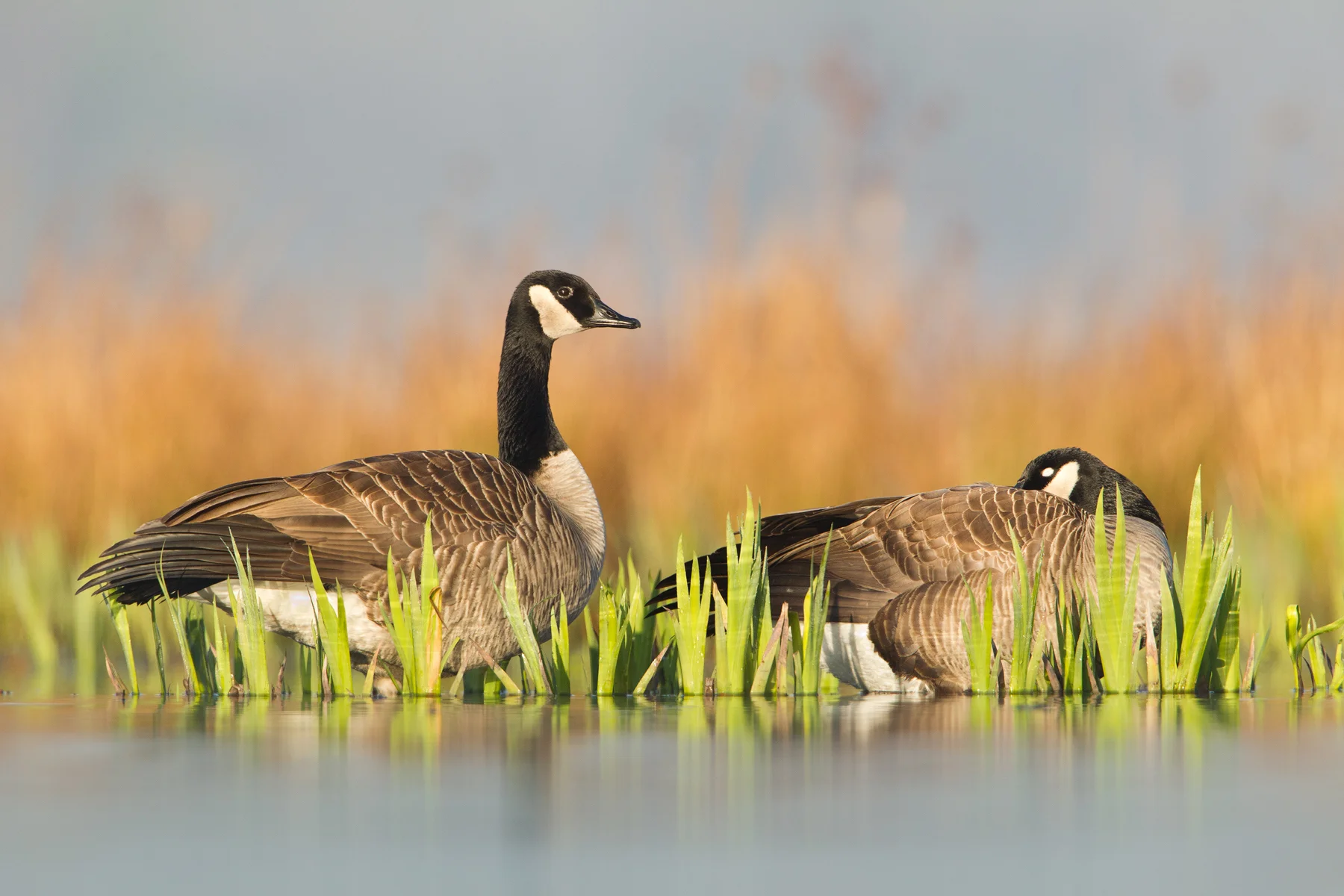 Two Canada Geese rest on Burnaby Lake in Burnaby, B.C, Canada. Image ©Connor Stefanison
