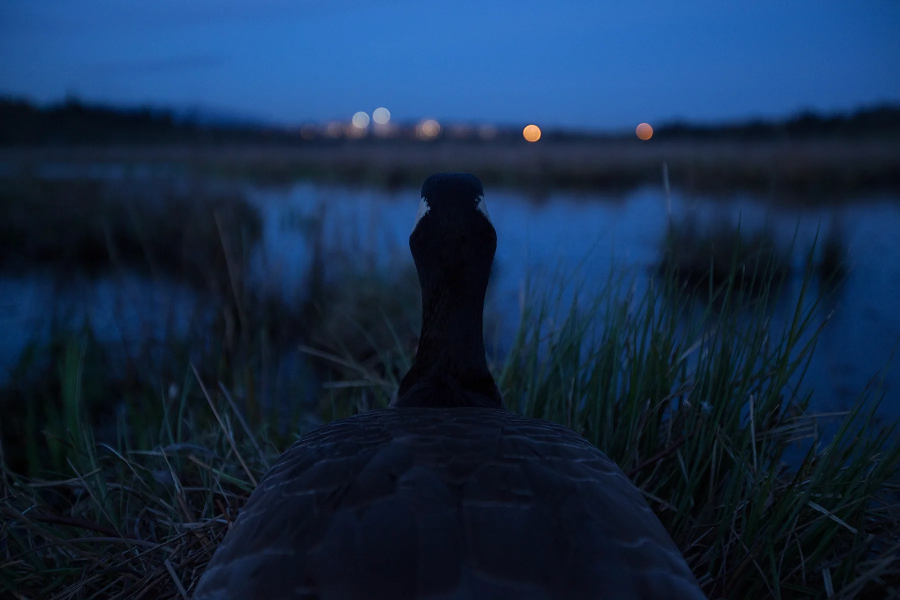 A Canada Goose watches the city from her nest at Burnaby Lake in Burnaby, B.C, Canada. Image ©Connor Stefanison