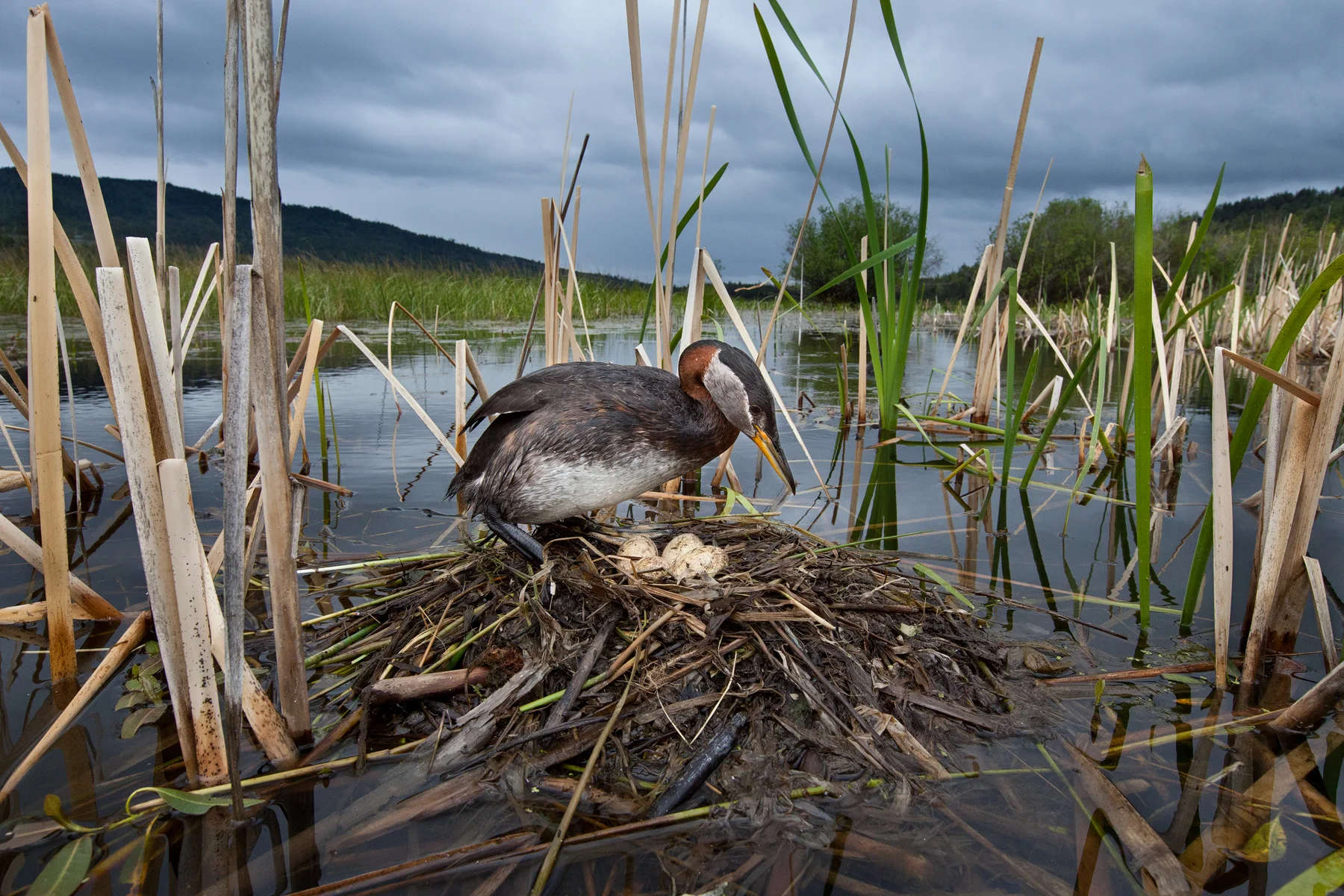 Taken with a wireless remote from a distance away, a Red-necked Grebe stands on her nest in the interior of B.C, Canada. Image ©Connor Stefanison