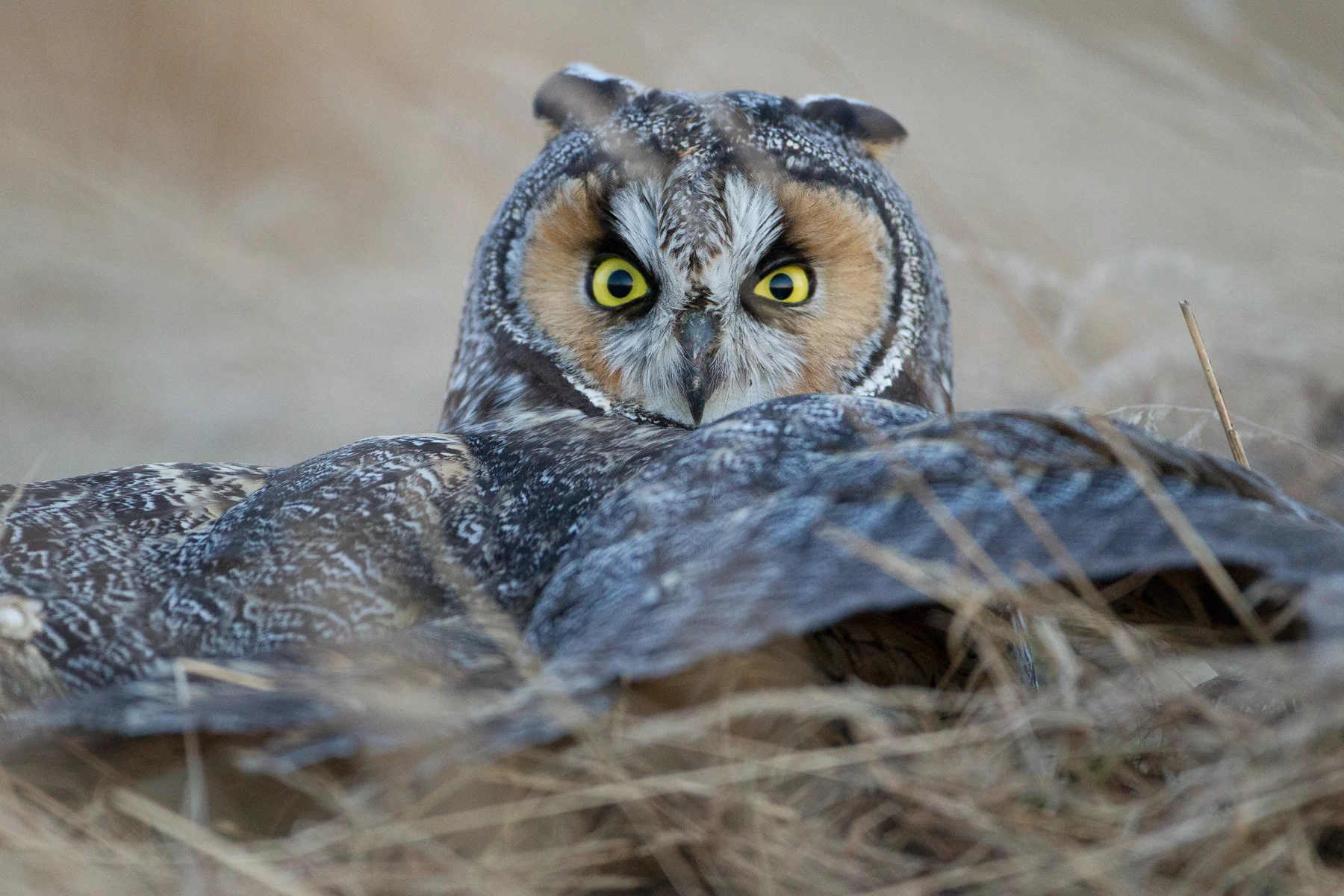 Boundary Bay in Delta, B.C, Canada is a hotspot for birdlife. In this image, a Long-eared Owl mantles a freshly caught Townsend's Vole, in an oceanside field. Image ©Connor Stefanison
