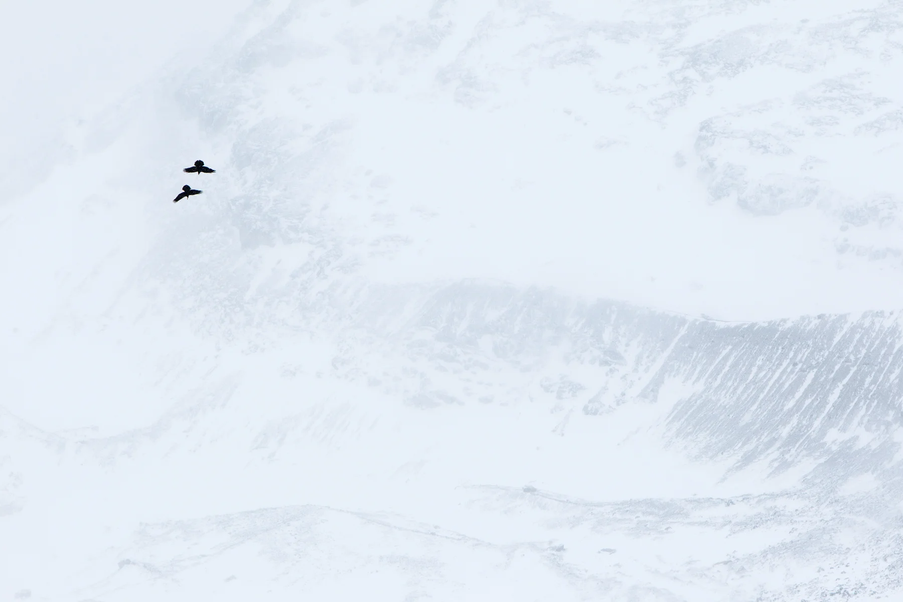 One Common Raven pursues another in Jasper National Park, Canada. Image ©Connor Stefanison