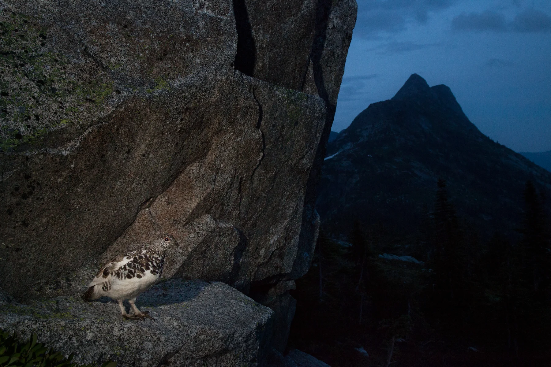 No matter the season, White-tailed Ptarmigan always blend into their environment. This image was taken at dusk in the mountains near Hope, B.C, Canada. Image ©Connor Stefanison