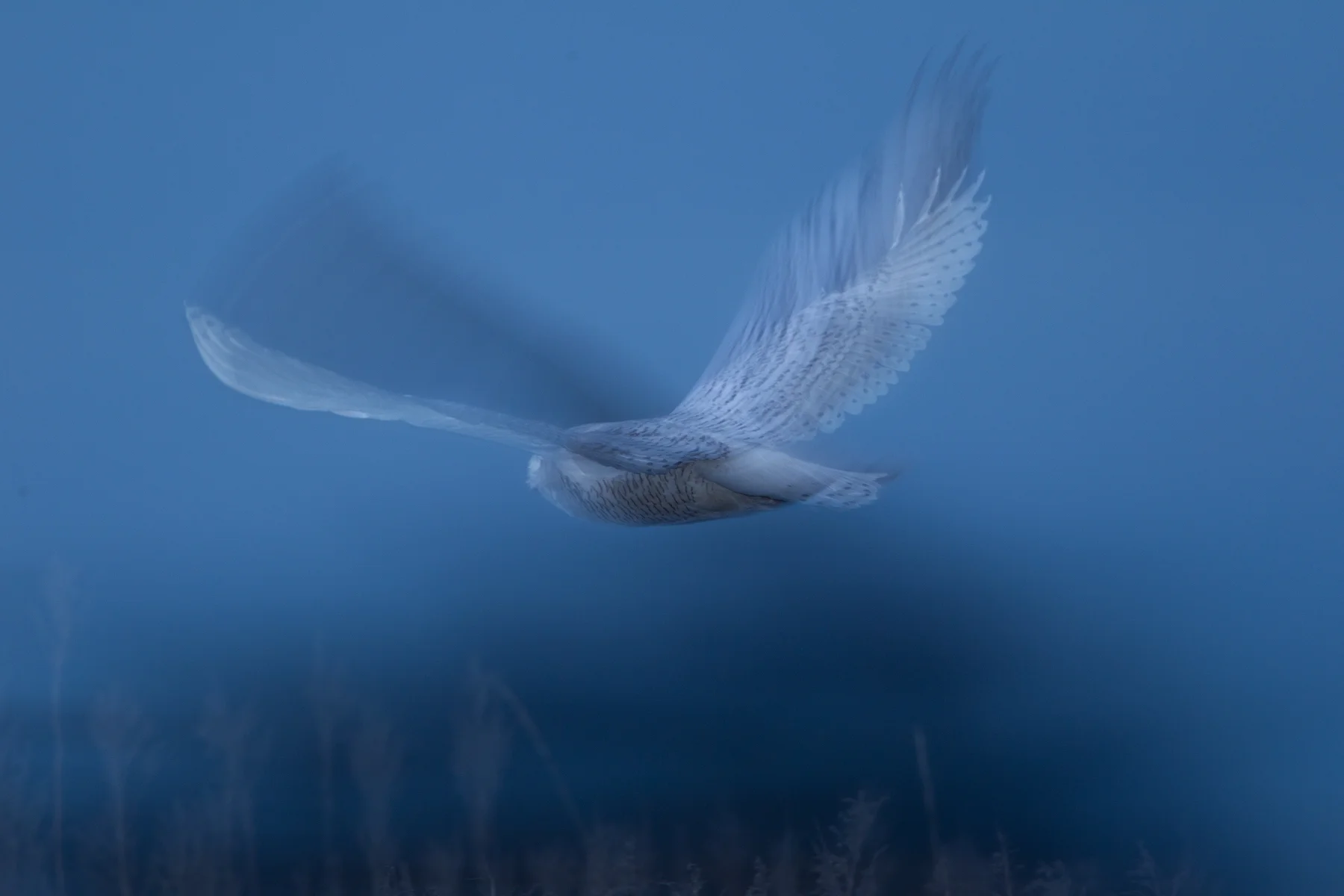 A Snowy Owl flies through a salt marsh at Boundary Bay, B.C, Canada. Image ©Connor Stefanison