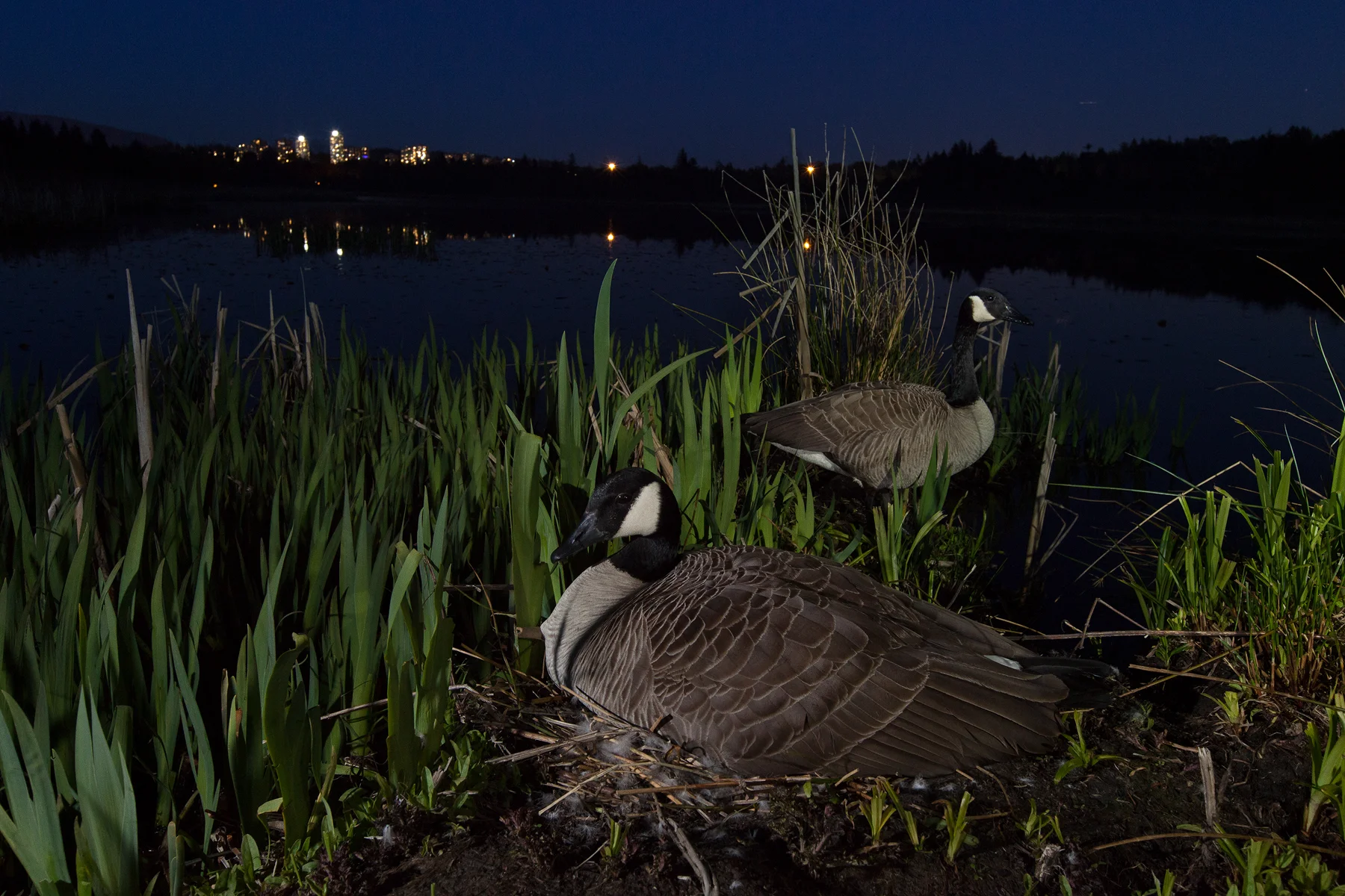 A pair of Canada Geese spend time at their nest on a small island at Burnaby Lake in Burnaby, B.C, Canada. Image ©Connor Stefanison