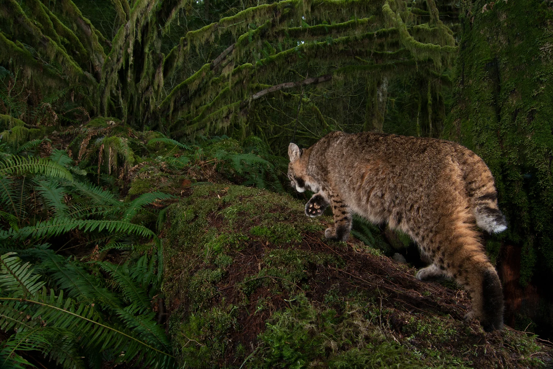This Bobcat took this image of itself by walking through the infrared beam of my remote camera trap. Taken in Maple Ridge, B.C, Canada. Subject attracted with raw deer bones. Image ©Connor Stefanison