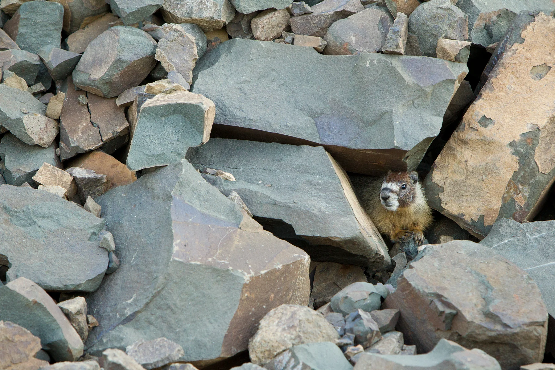 A Yellow-bellied Marmot surveys the outside world from it's home in a boulder field. Taken in Manning Provincial Park, B.C, Canada. Image ©Connor Stefanison