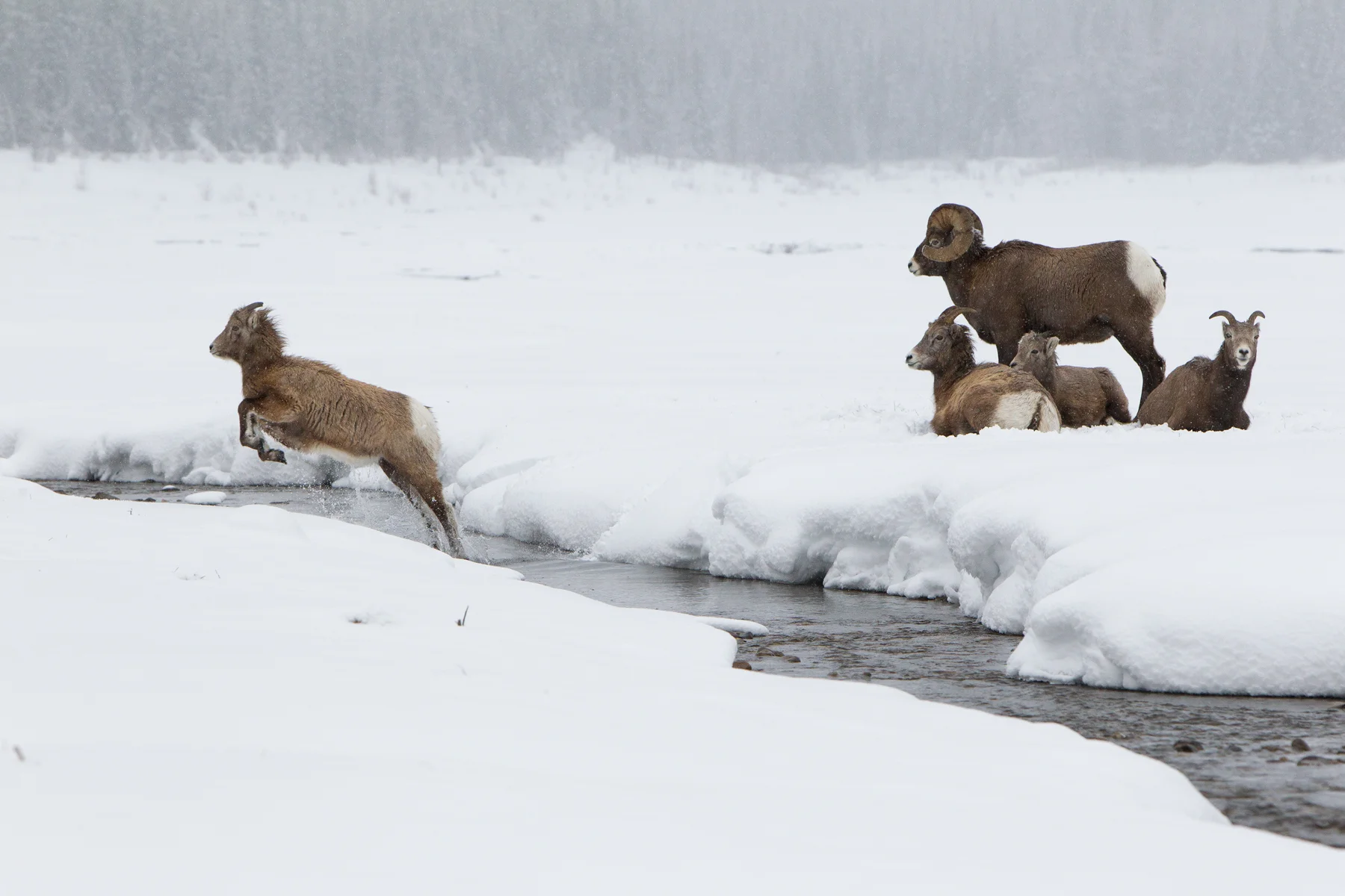 A Rocky Mountain Bighorn Sheep lamb, leaps across a creek to catch up with other herd members. Taken in Jasper National Park, Canada. Image ©Connor Stefanison