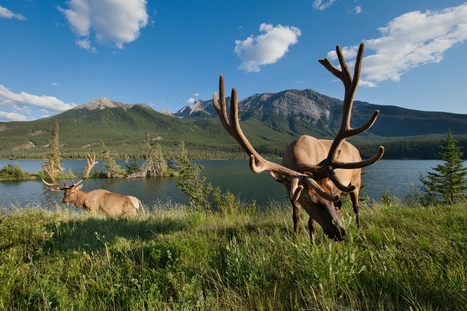 Two bull Rocky Mountain Elk feed along Talbot Lake in Jasper National Park, Canada. Image ©Connor Stefanison