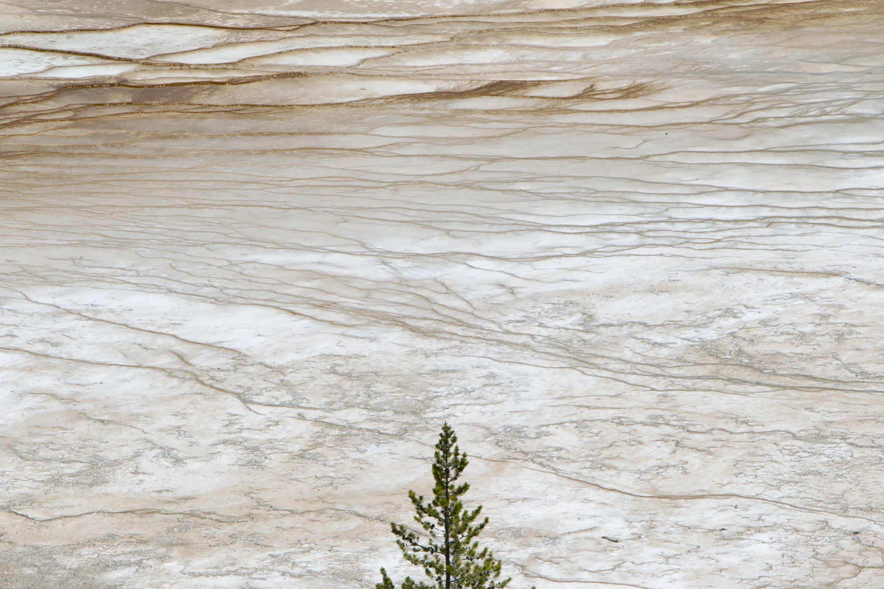 A lone tree marks itself as the final vegetation before an expanse of hot spring flats in Yellowstone National Park, USA. Image ©Connor Stefanison
