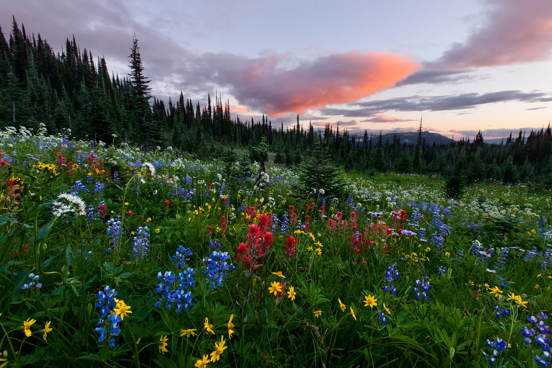 Wildflowers in Revelstoke National Park, B.C, Canada. This image is a blend of multiple exposures. Image ©Connor Stefanison