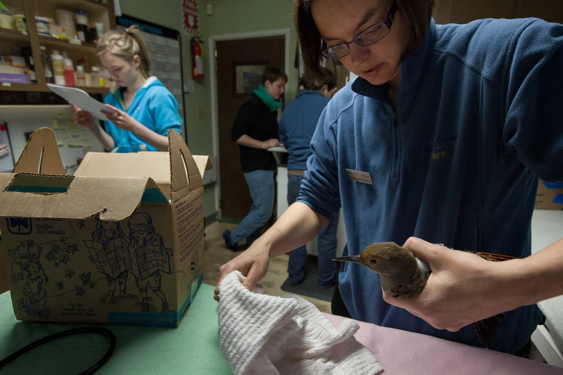 A Wildlife Research Association worker cares for a recovering Northern Flicker. Burnaby, B.C, Canada. Image ©Connor Stefanison
