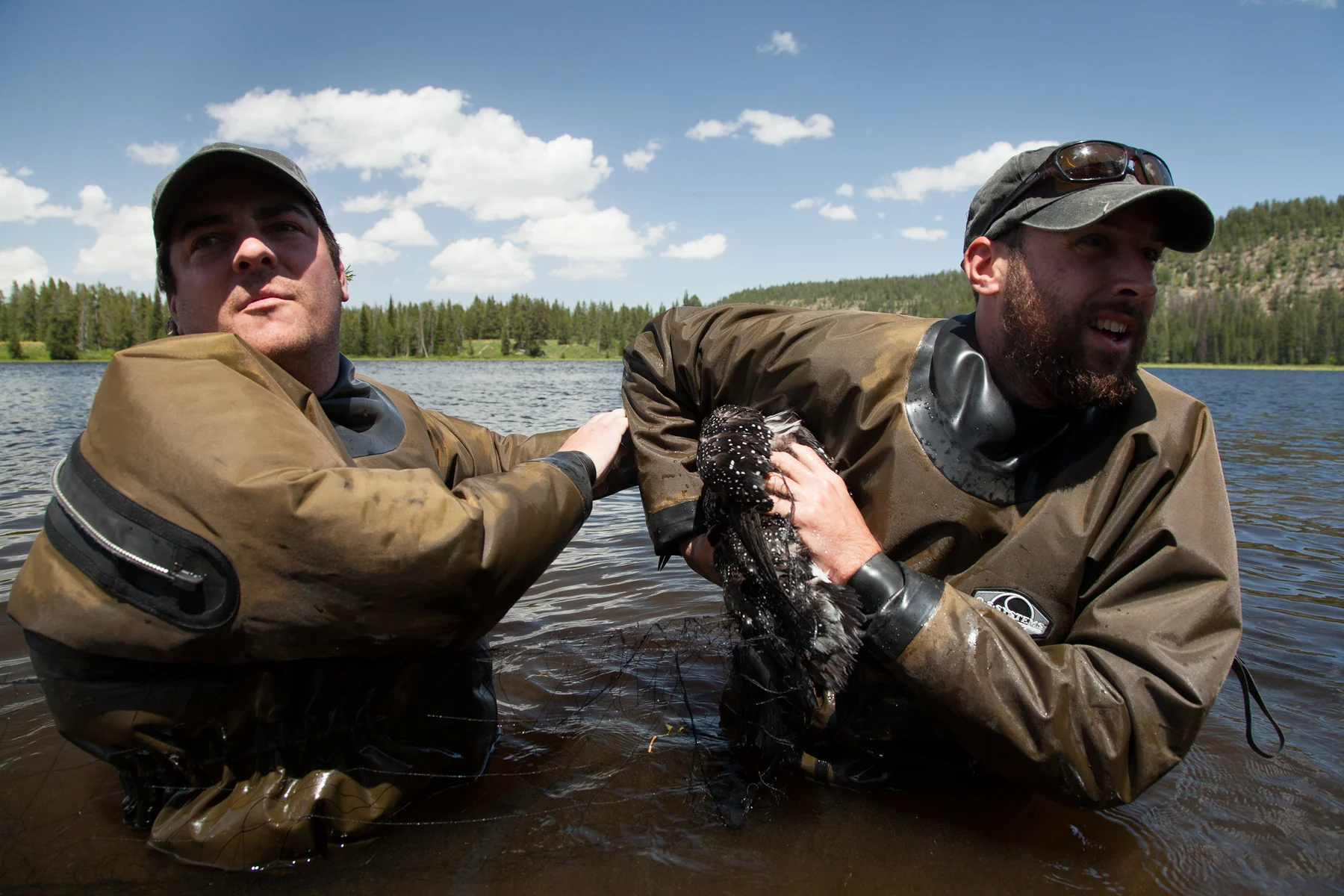 Chris Persico (right) and Vincent Spagnuolo (left) work to release a common loon from a capture net, so they can bring it to land to begin sampling procedures. Image ©Connor Stefanison