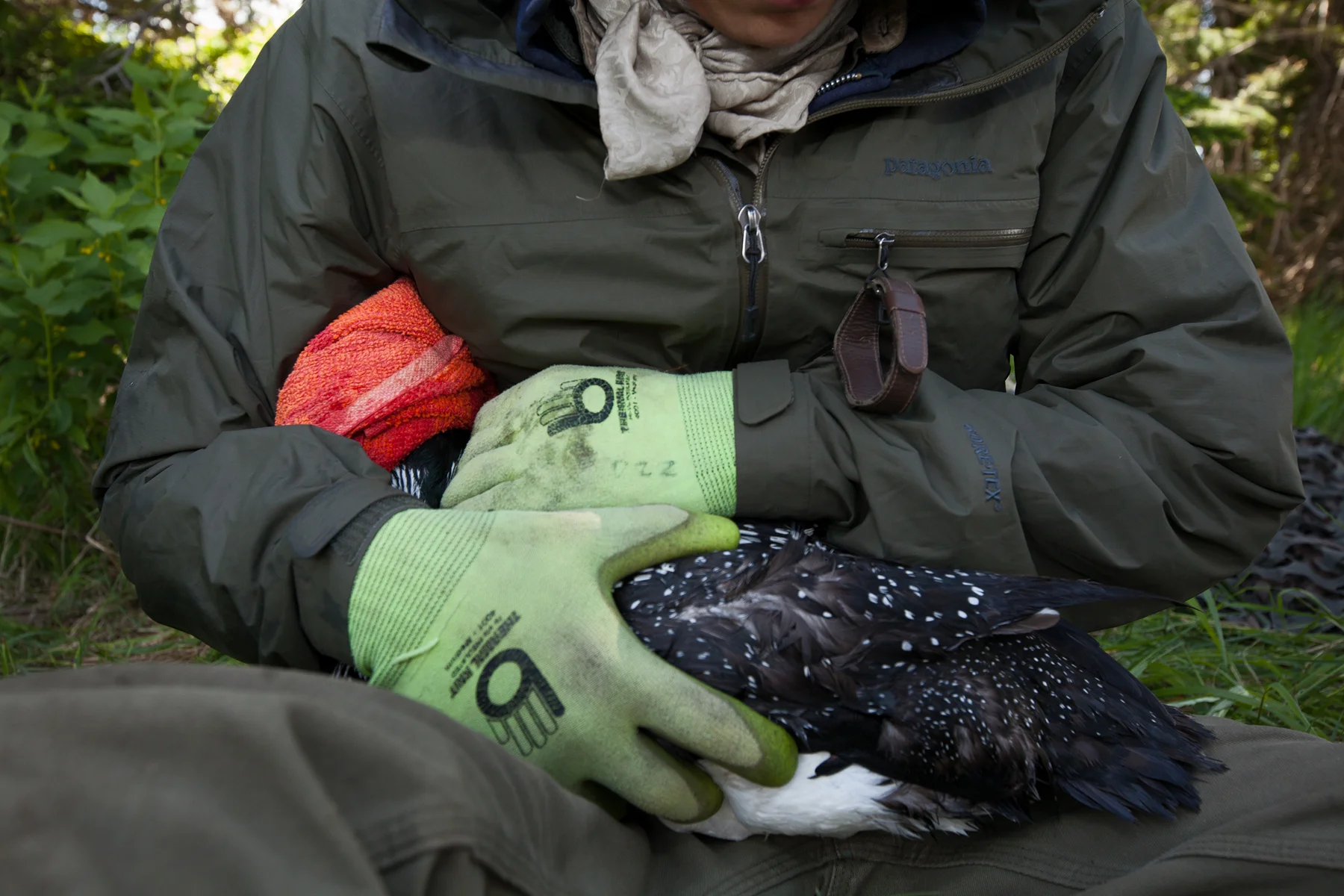 Carl Brown holds a common loon while other crew members prepare to begin sampling procedures. Image ©Connor Stefanison