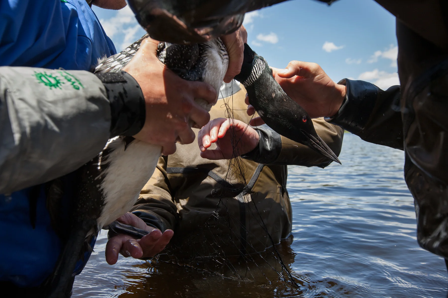 Biodiversity Research Institute scientists work to release a common loon from a capture net, so they can bring it to land to begin sampling procedures. Image © Connor Stefanison