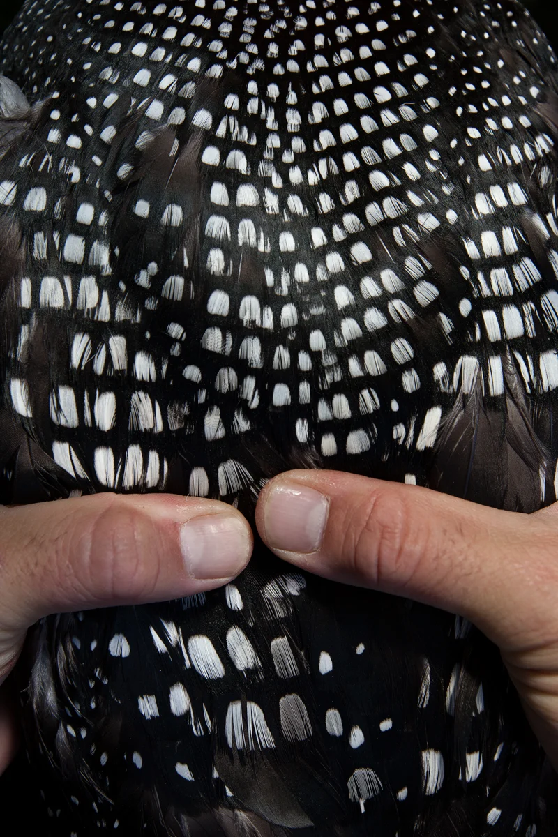 Carl Brown carefully holds a Common Loon, while sampling procedures take place. Image ©Connor Stefanison