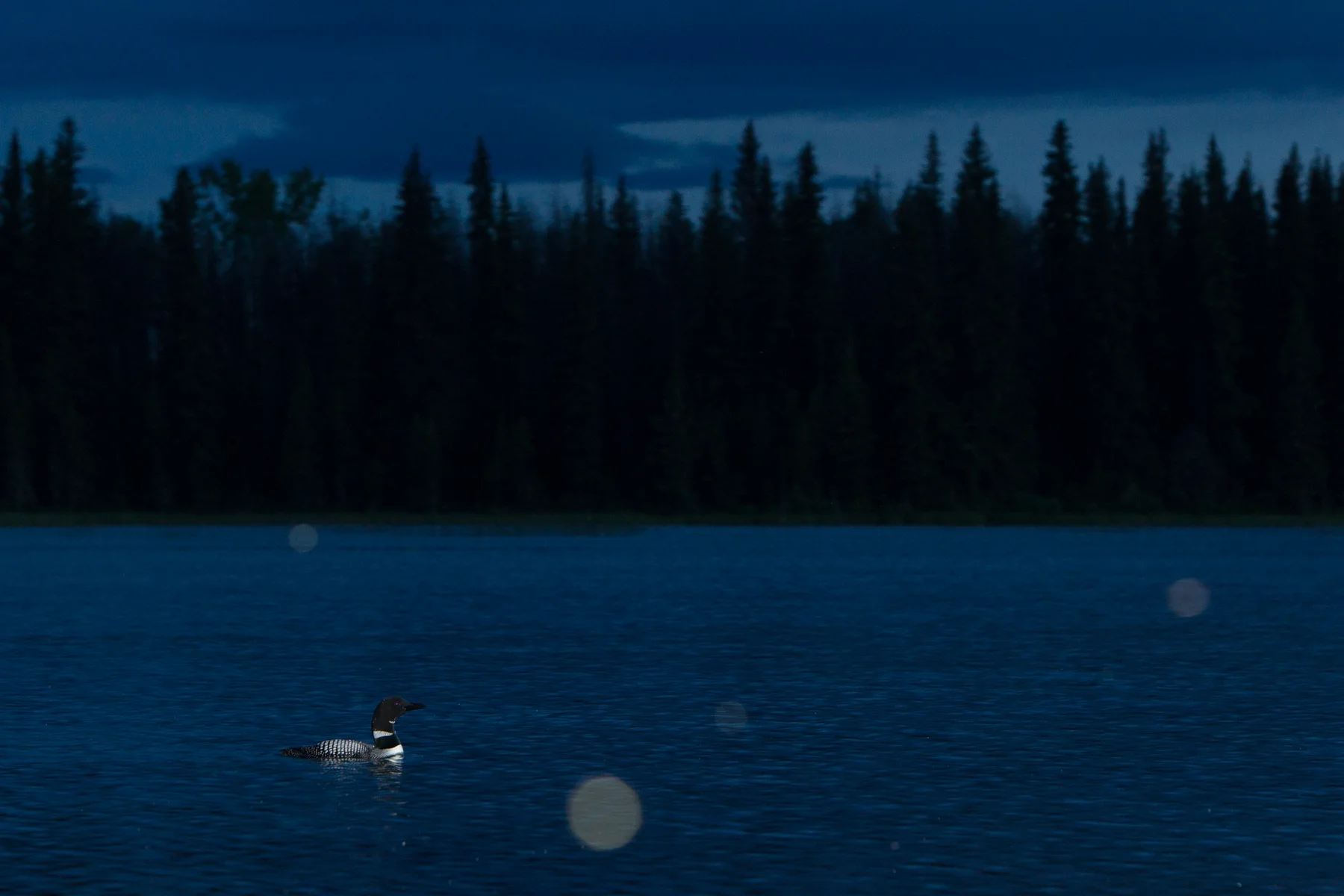 Common Loons are active at night, when they often produce their haunting calls that have made them such an iconic species. Taken in the interior of British Columbia, Canada. Image ©Connor Stefanison 