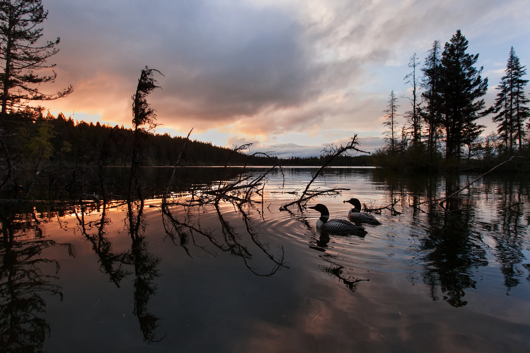 After the Biodiversity Research Institute completes their long-term study, it is hoped that many lakes in Wyoming will have scenes such as this one in British Columbia, for many generations to come. Image ©Connor Stefanison