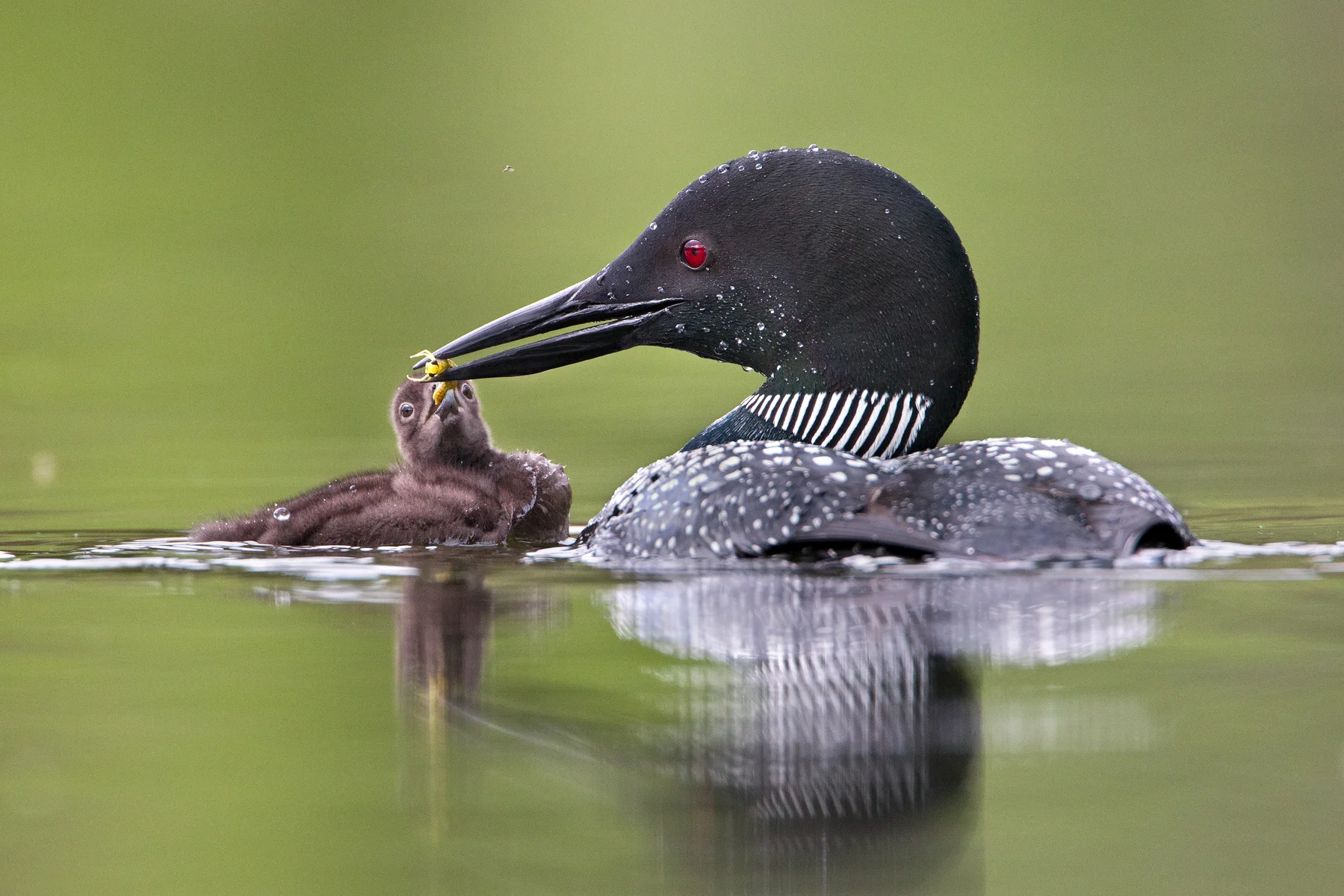 A Common Loon feeds its chick a dragonfly at a lake in the interior of British Columbia, Canada. The future goal of the Biodiversity Research Institute is to be able to transport loon chicks from places like Canada and the eastern USA, to select habitats in the Greater Yellowstone Ecosystem. 