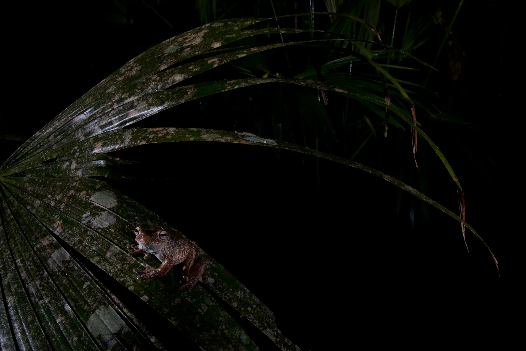 Gladiator Tree Frog. Gamboa, Panama. Image ©Connor Stefanison
