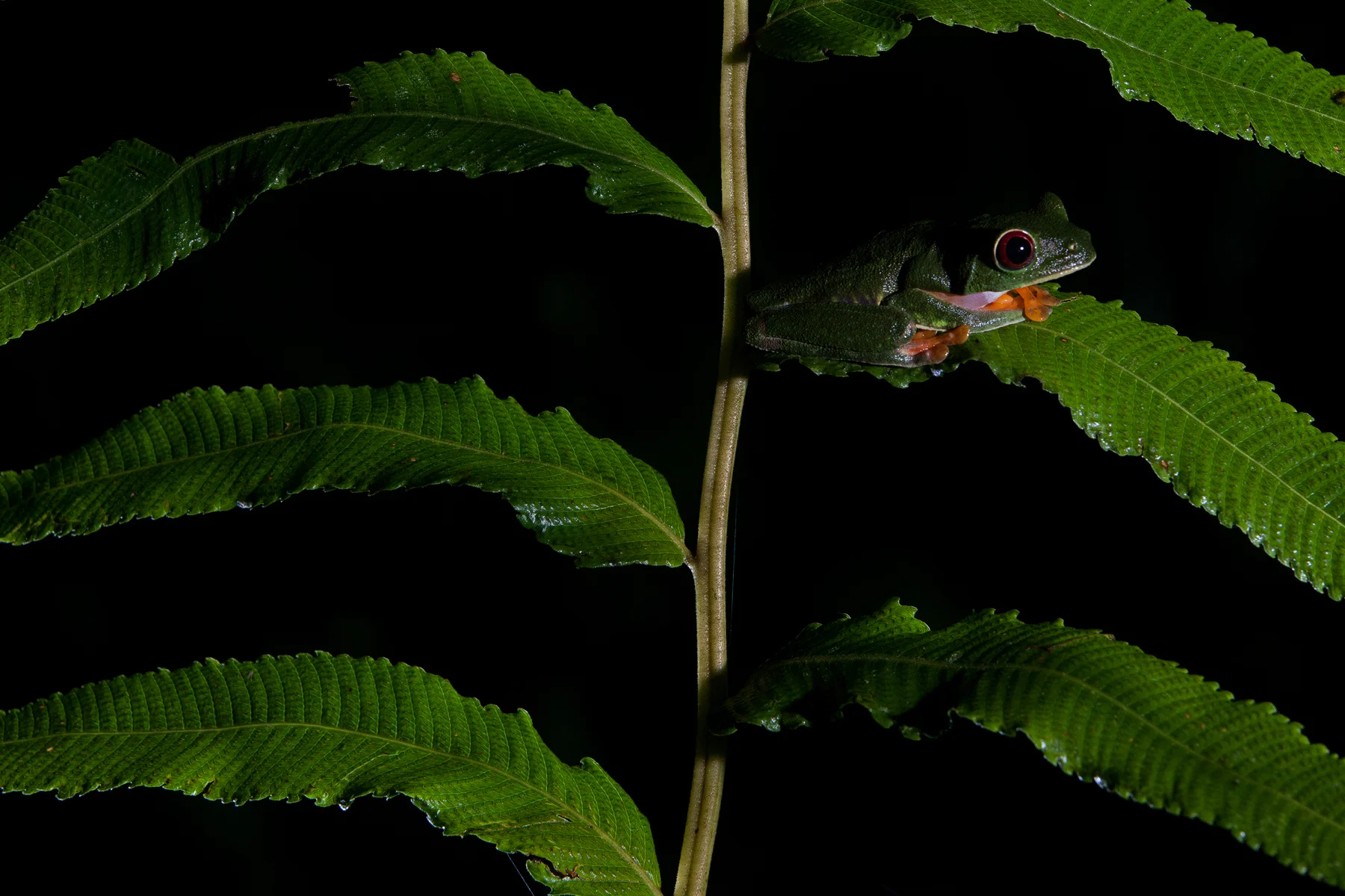 Red-eyed Tree Frog. Gamboa, Panama. Image ©Connor Stefanison