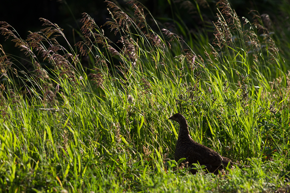 BacklitGrouse.jpg