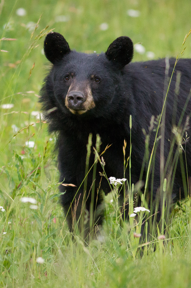 BearVert.jpg