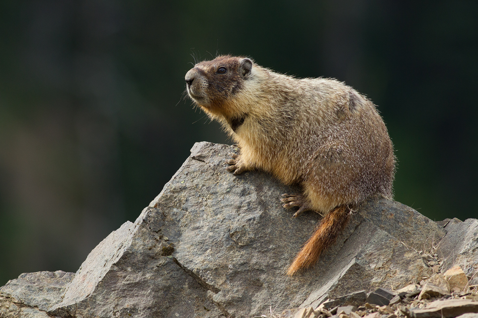 Marmot.jpg