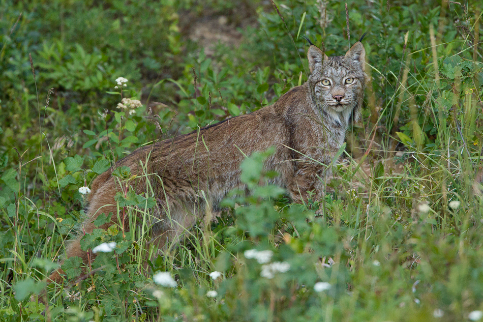 Lynx.jpg