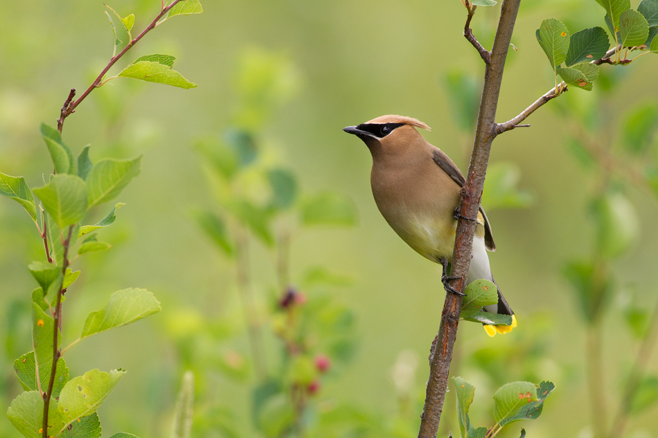 WaxwingManning.jpg