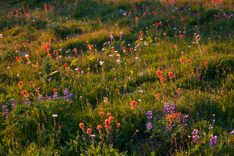 Wildflowers.jpg