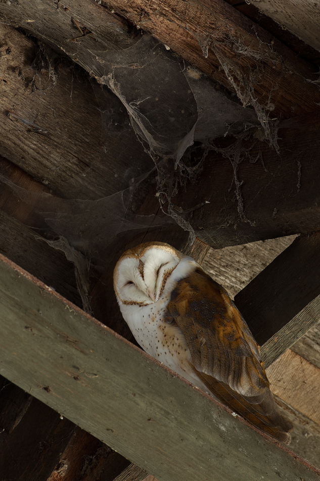BarnOwl.jpg