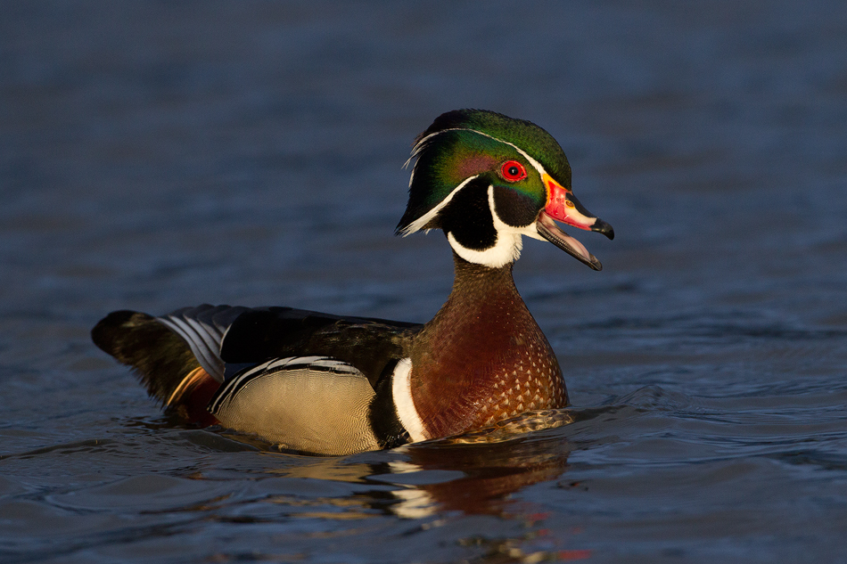WoodDuckCall.jpg